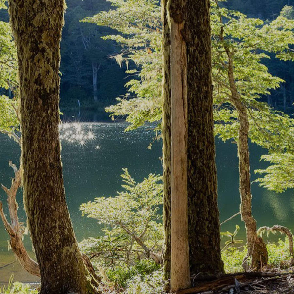 Bienvenidos al Bosque